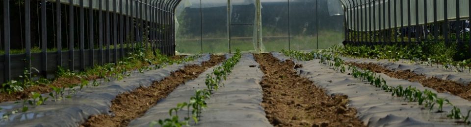 Corso di Agricoltura Sociale: I Buoni Frutti